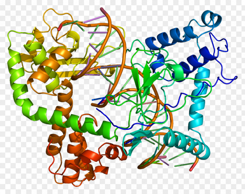 Programmed Cell Death Protein 1 Type I Topoisomerase TOP1 Gene PNG