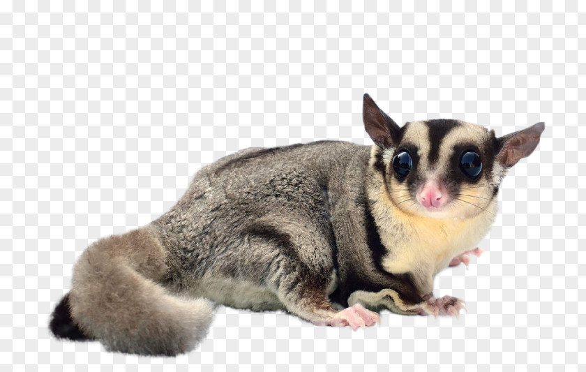 Squirrel Flying Sugar Glider Dog Breed Pet PNG