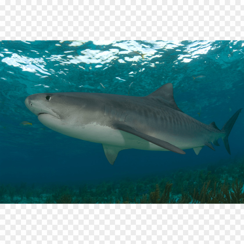 Tiger Shark Great White Lamnidae Requiem Sharks PNG