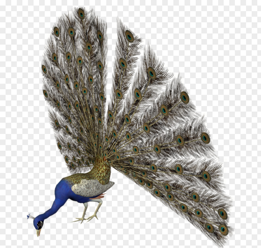 Bird Pavo Animaatio Clip Art PNG
