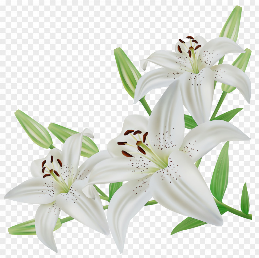 Cut Flowers Tiger Lily Image Illustration PNG