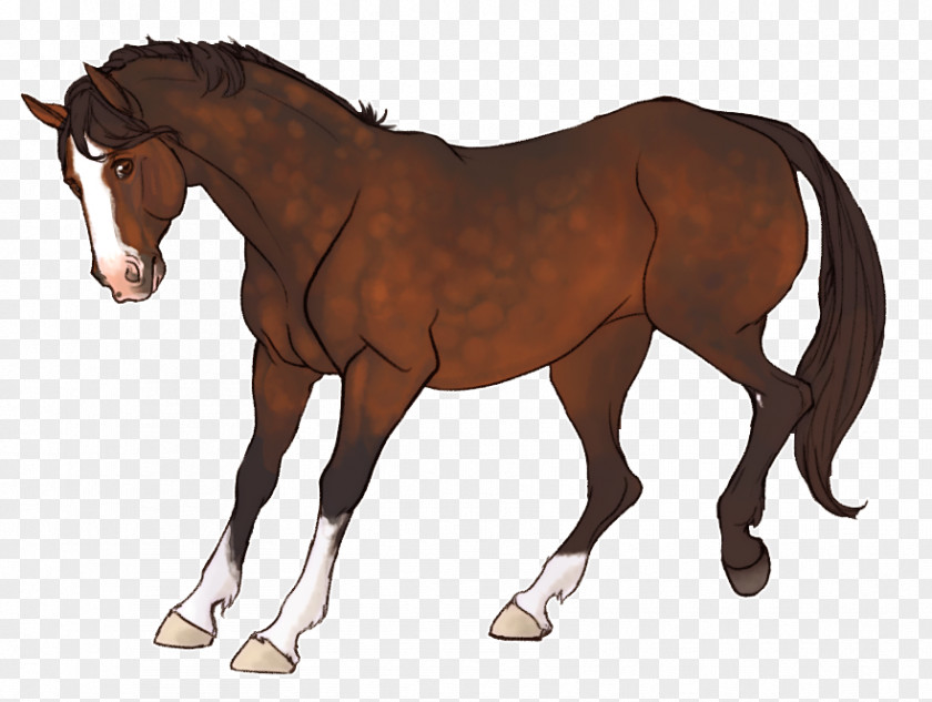 Horse Foal Mane Pony Rein PNG