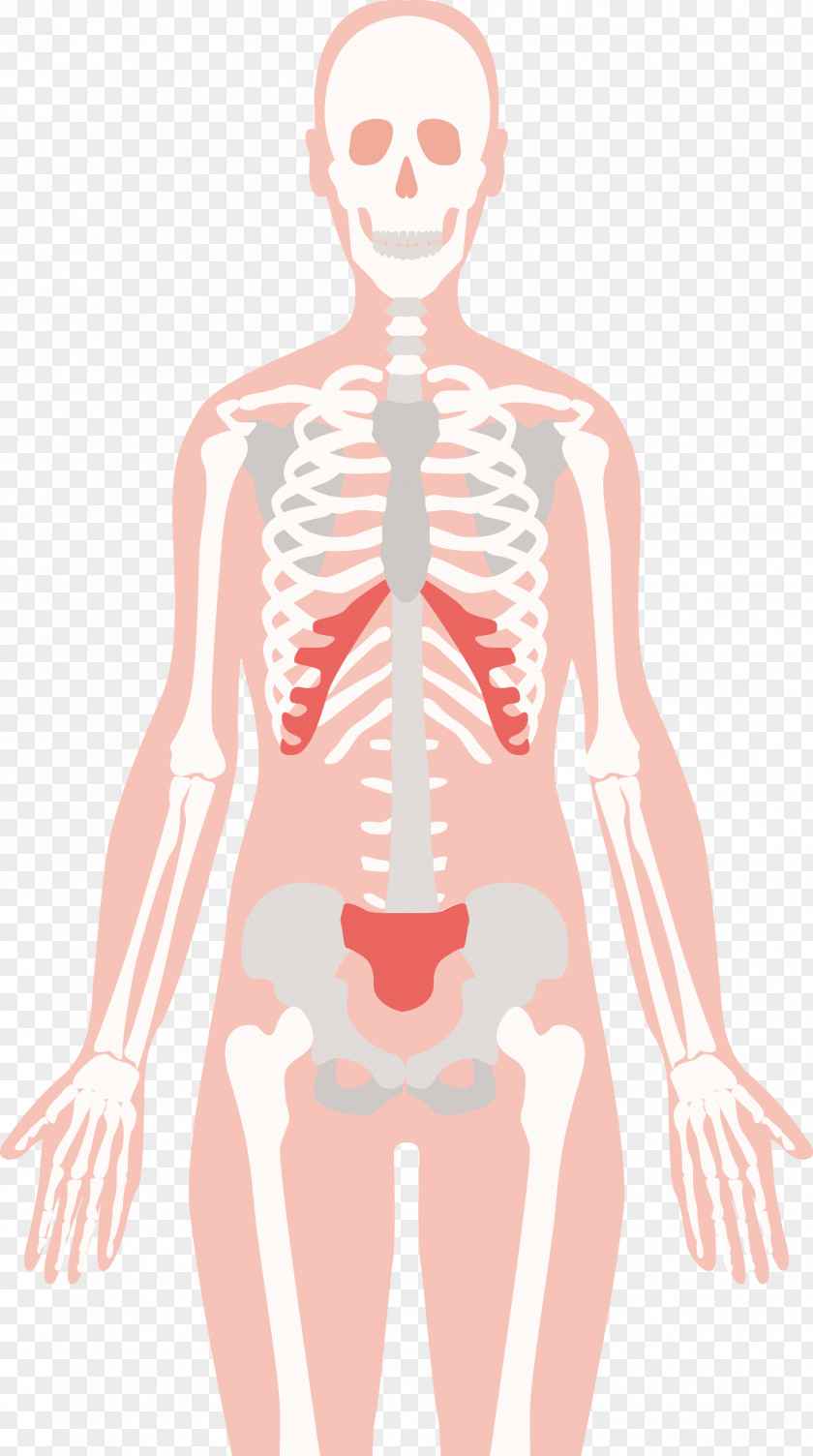 Human Skeleton Design Body Bone Euclidean Vector PNG