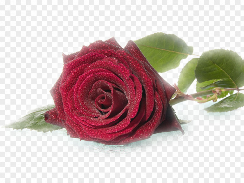 L'amore E Rose Wedding Flower Desktop Wallpaper Birthday PNG