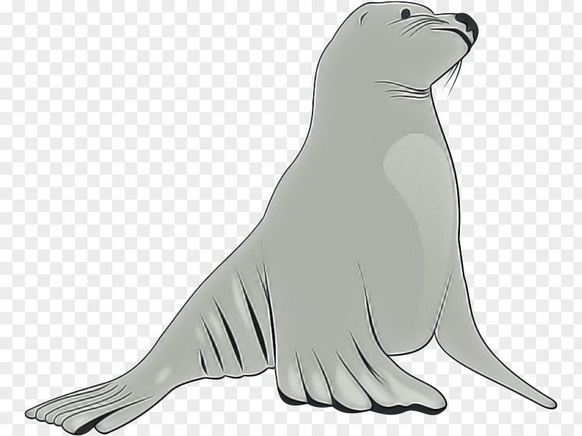 Seal California Sea Lion Fur Walrus Earless PNG