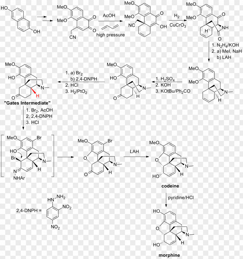 Synthesis Total Of Morphine And Related Alkaloids Chemical Chemistry PNG