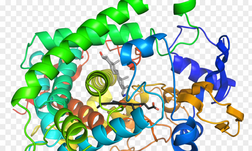 Enzyme Chemical Reaction Activation Energy Catalysis Cytochrome PNG