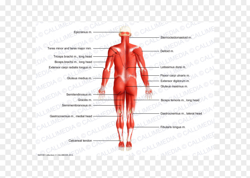 Human Body 3D Thumb Muscle Homo Sapiens Anatomy PNG