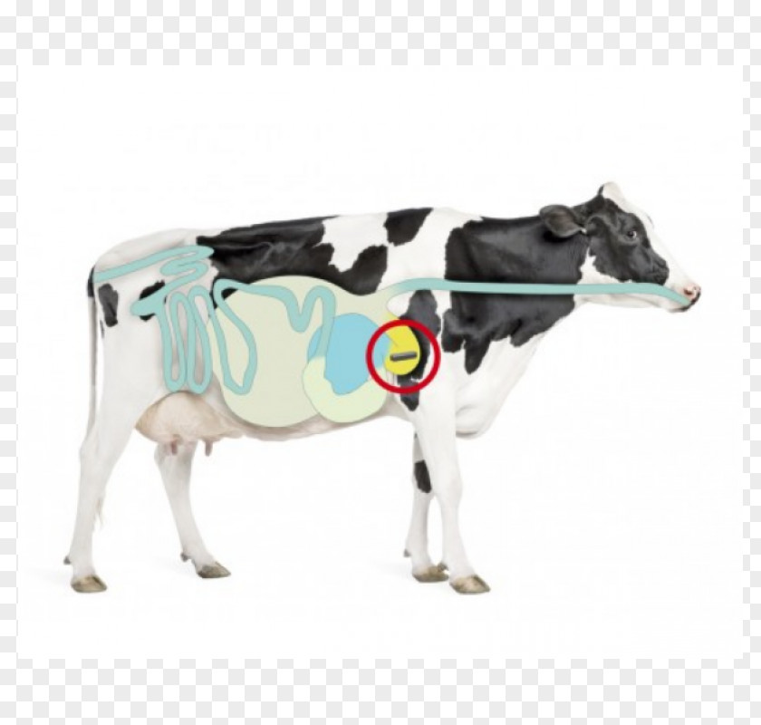 Milk Holstein Friesian Cattle Simmental Fleckvieh Dairy PNG
