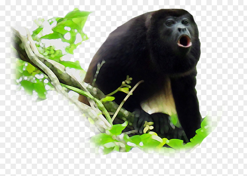 Prado Word Monkey Black Howler Primate Common Chimpanzee PNG
