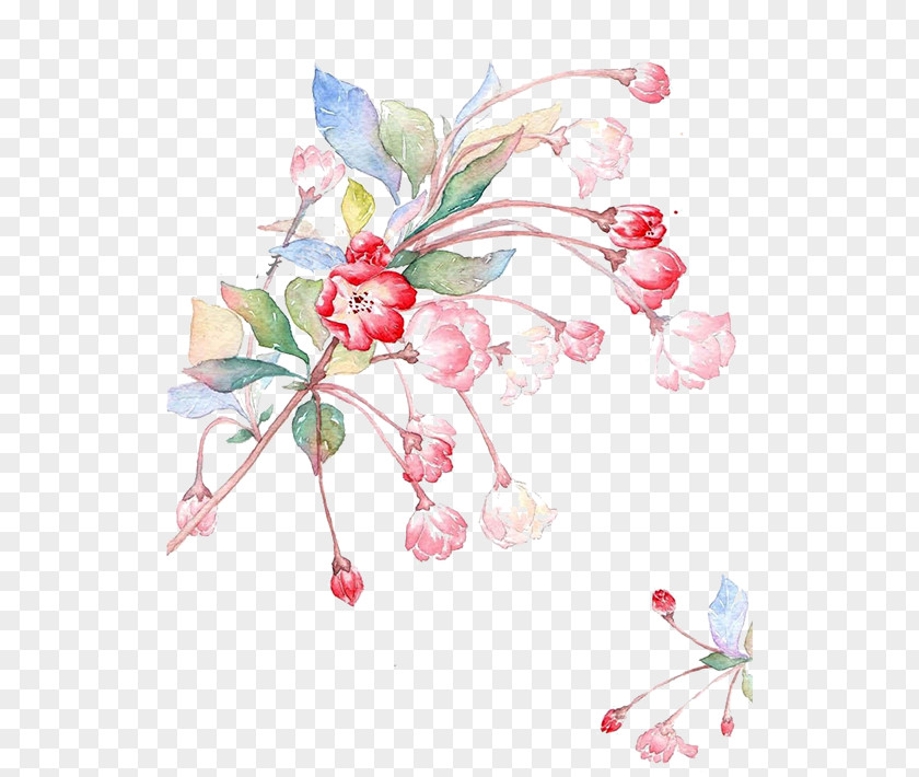 Red Flowers Malus Halliana Spectabilis Illustration PNG