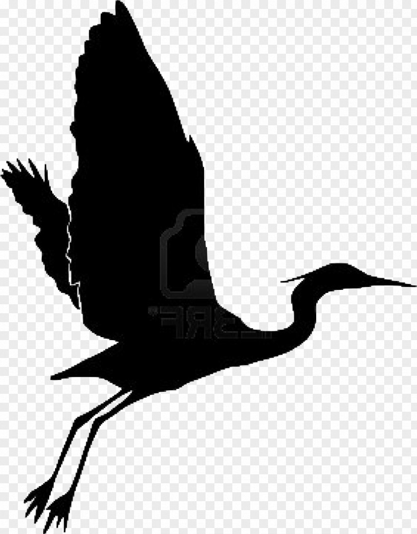Bird Beak Heron Egret Grand Gardens PNG