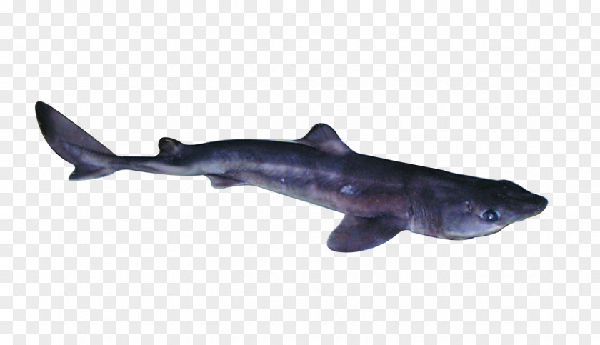 Fish Requiem Sharks Spiny Dogfish Fin Longnose Spurdog Cartilaginous Fishes PNG