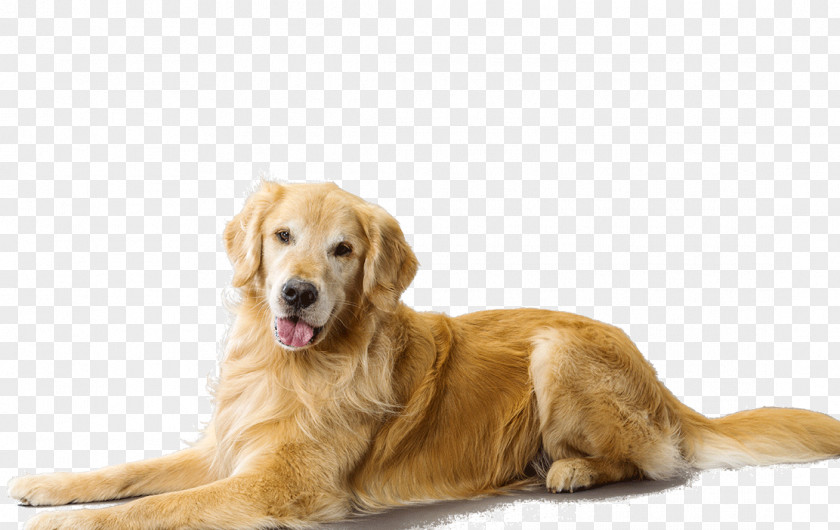 Golden Retriever The Puppy Dog Breed Companion PNG