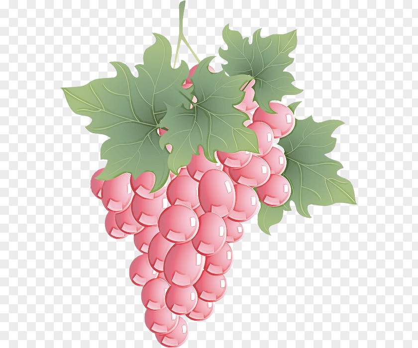 Grape Leaves Seedless Fruit Grapevine Family Leaf PNG