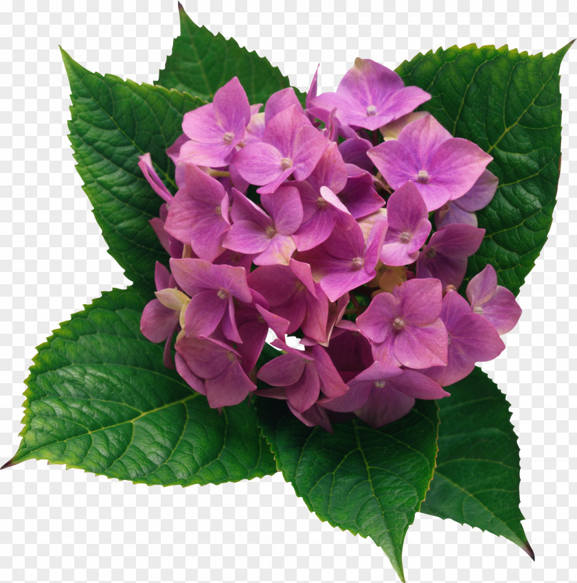 Hydrangea Clipart Picture French Flower Clip Art PNG