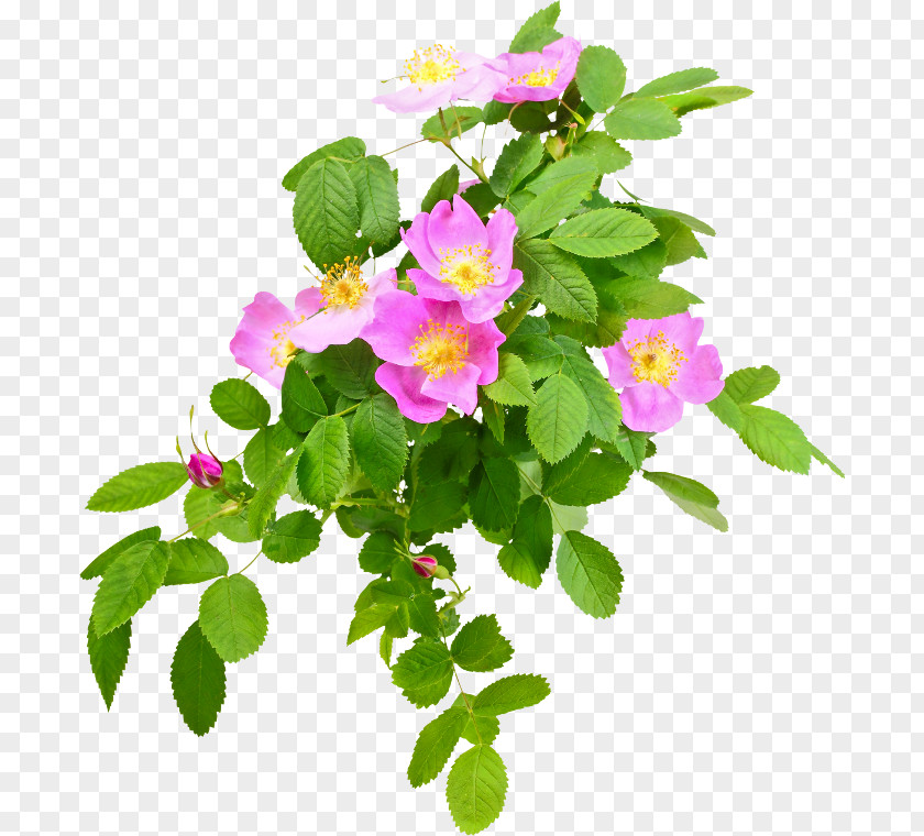 Leaf French Rose Dog-rose Hip Sweet-Brier PNG