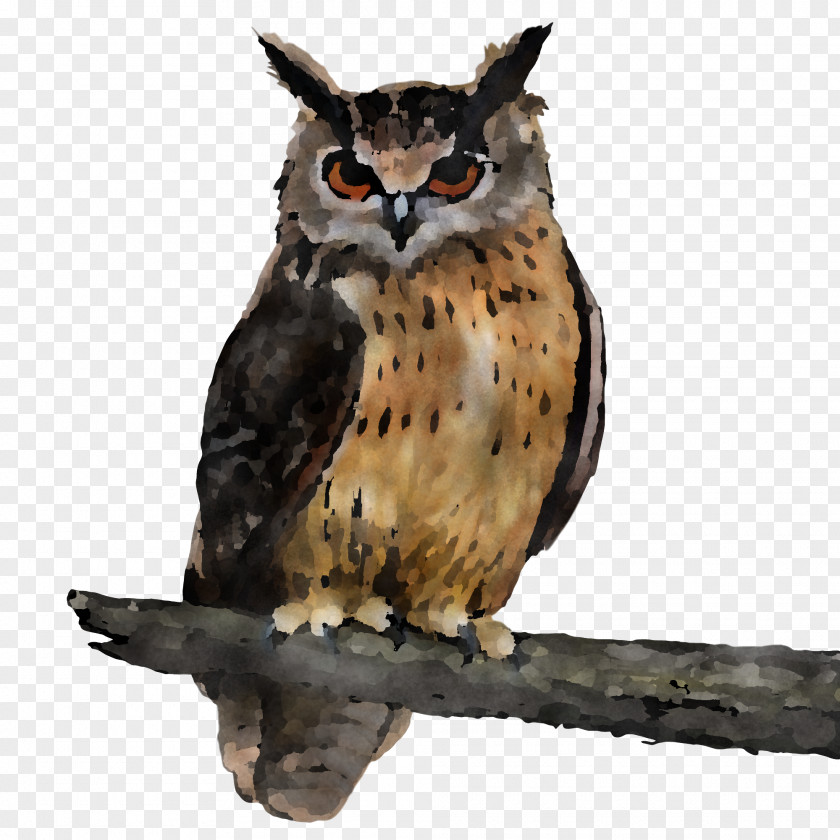 Owl Bird Of Prey Eastern Screech Wildlife PNG