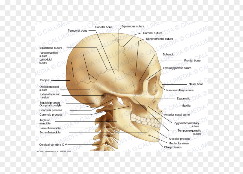 Skull Occipital Bone Anatomy Coronoid Process Of The Ulna PNG