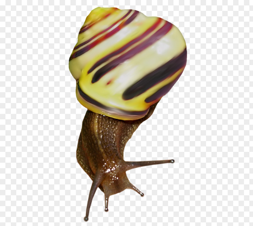 Snail Raster Graphics Clip Art PNG