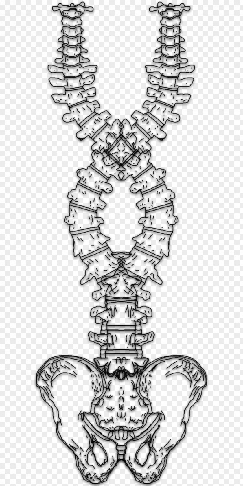 Spine Columna Vertebral Visual Arts Line Art Pattern Illustration PNG