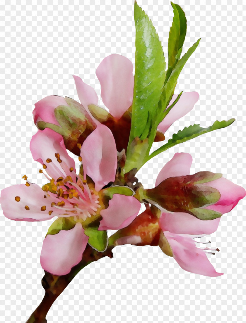 Spring Magnolia Flower Flowering Plant Pink Petal PNG