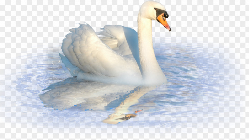 Swan Mute Duck Cygnini PNG