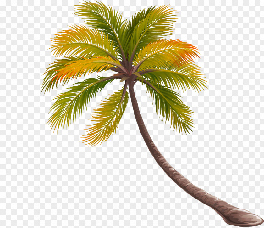 Bent Coconut Tree Picture Material Cajxf3n Musical Instrument Place Charmant PNG