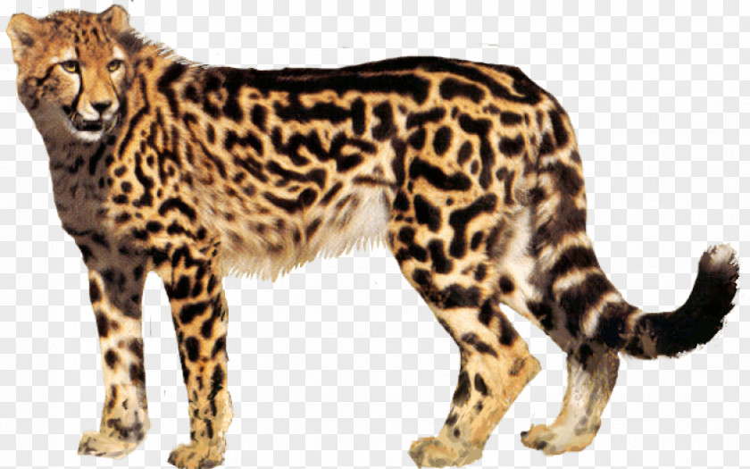 Cheetah Clip Art Transparency Desktop Wallpaper PNG