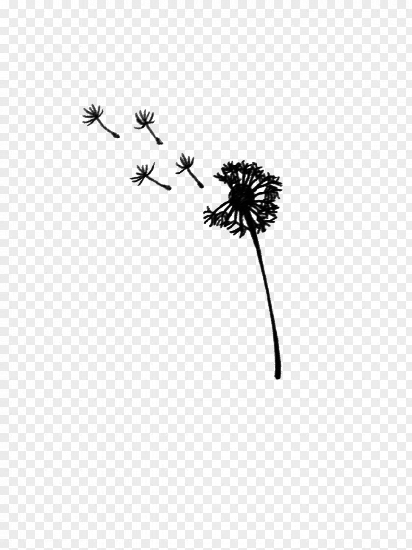 Dandelion Black And White Drawing PNG
