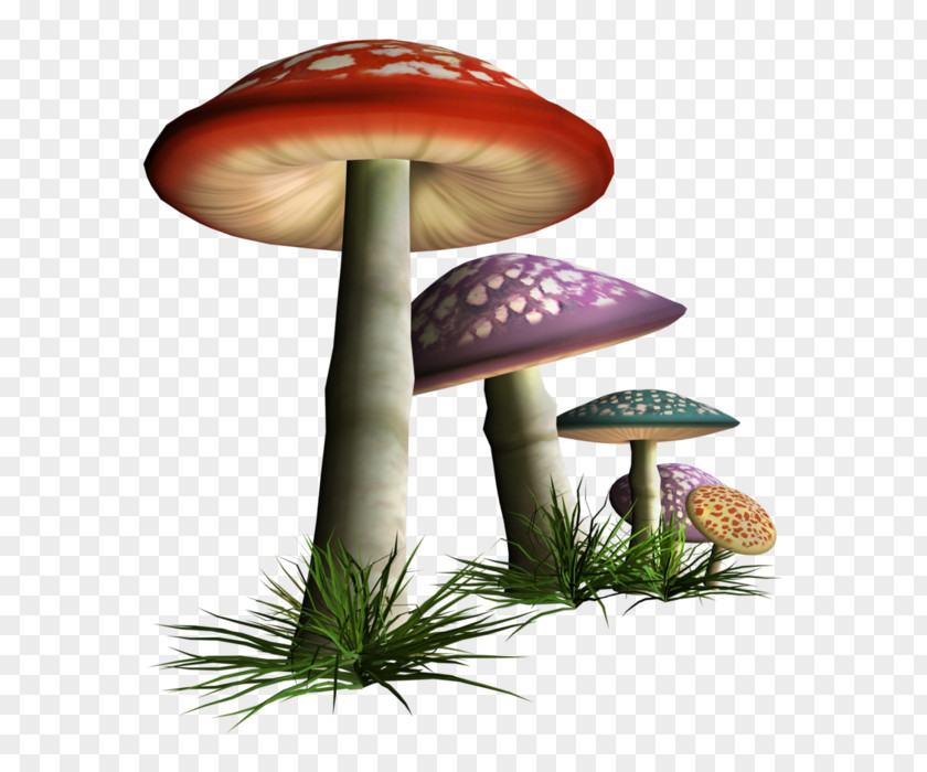 Mushroom Common Fungus Clip Art PNG
