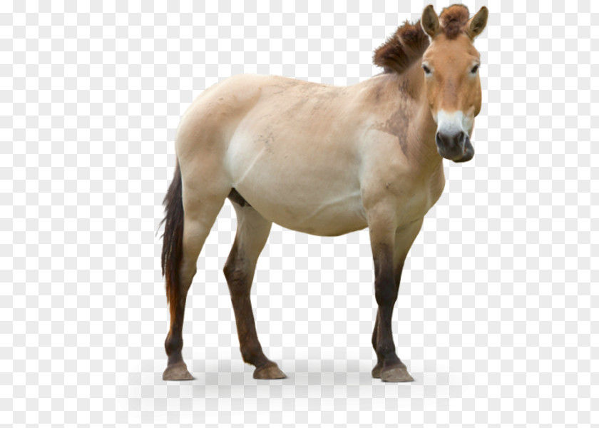 Mustang Foal Przewalski's Horse Stallion Pony PNG