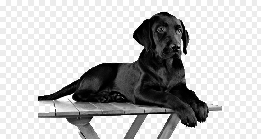 Puppy Labrador Retriever Pug Black Dog High-definition Television PNG