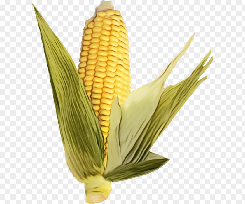 Vegetable Plant Corn On The Cob Kernels Sweet PNG