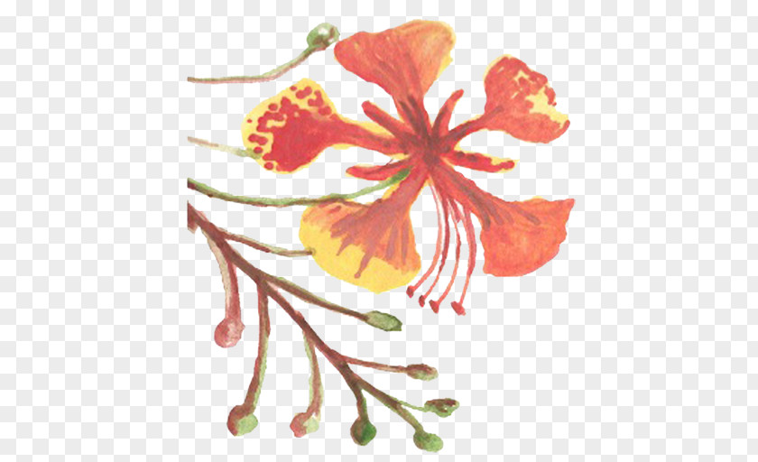 Watercolour Splash Flower Hibiscus Floral Design Mallows Plant PNG