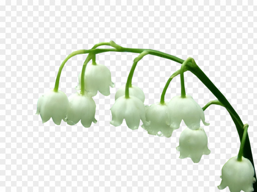 Brin Lily Of The Valley Plant Stem Photography PNG