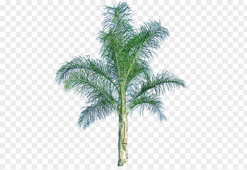 Date Palm Babassu Queen Arecaceae Mexican Fan Howea Forsteriana PNG