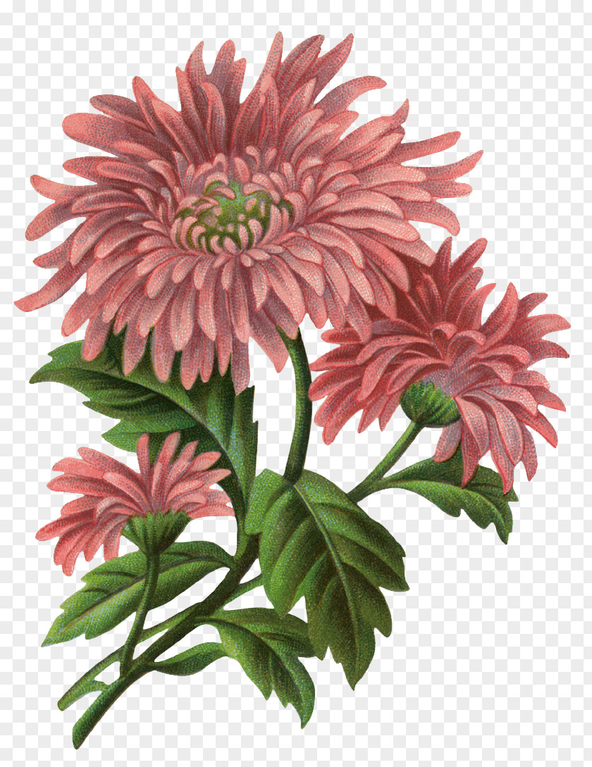 Flower Decoupage Floral Design Clip Art PNG