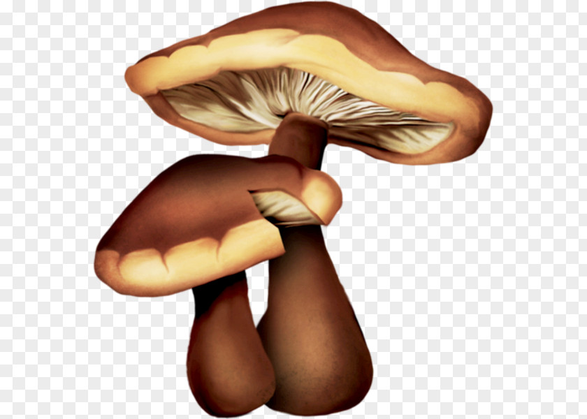 Mushroom Edible Oyster Drawing Common PNG