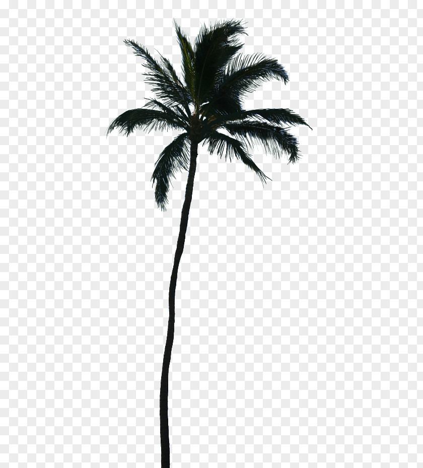 Palm Trees Tree Silhouette Vector Graphics Coconut Transparency PNG