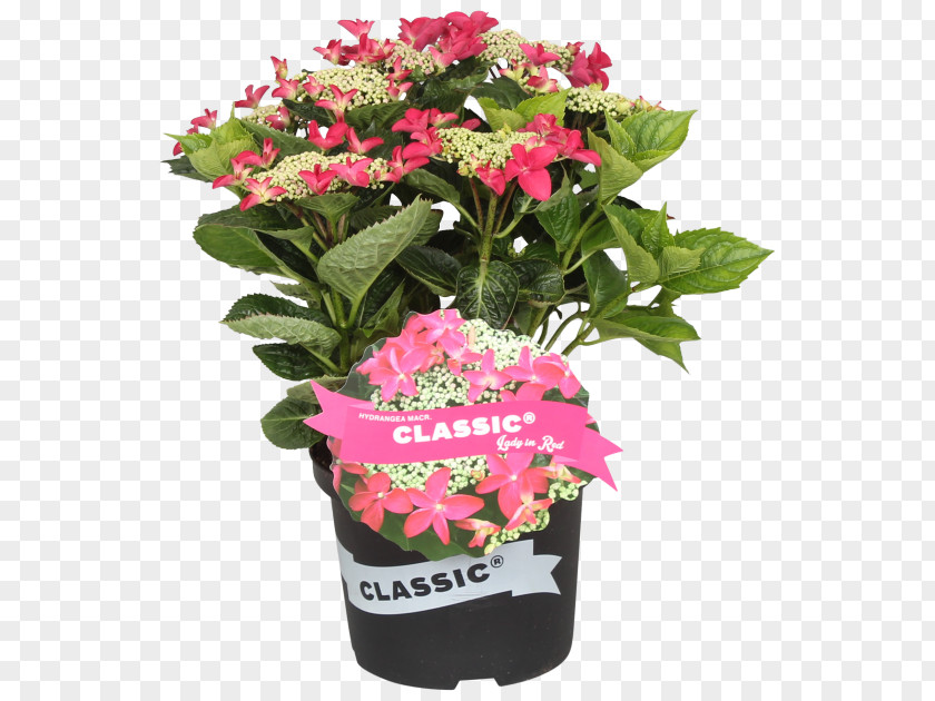Plant Vervain Flowerpot Cornales Cut Flowers Hydrangea PNG