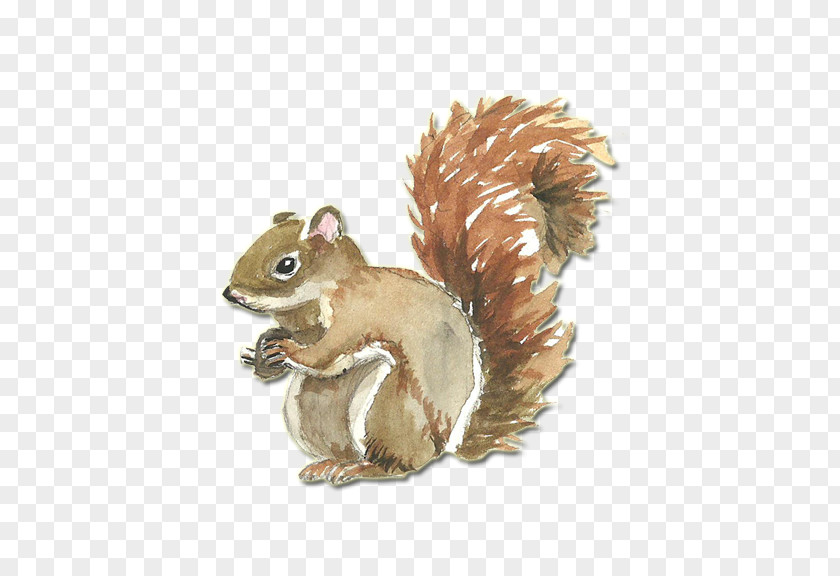 Squirrel Watercolor Painting CorelDRAW Clip Art PNG