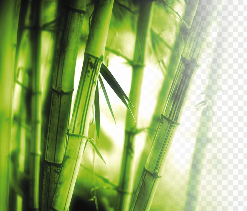 Bamboo Wall 1080p High-definition Television Wallpaper PNG