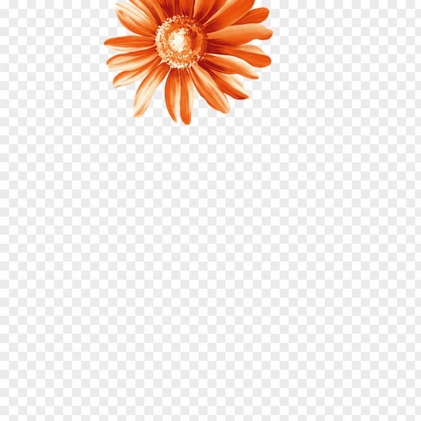 Chrysanthemum Petal Flooring Dahlia Pattern PNG