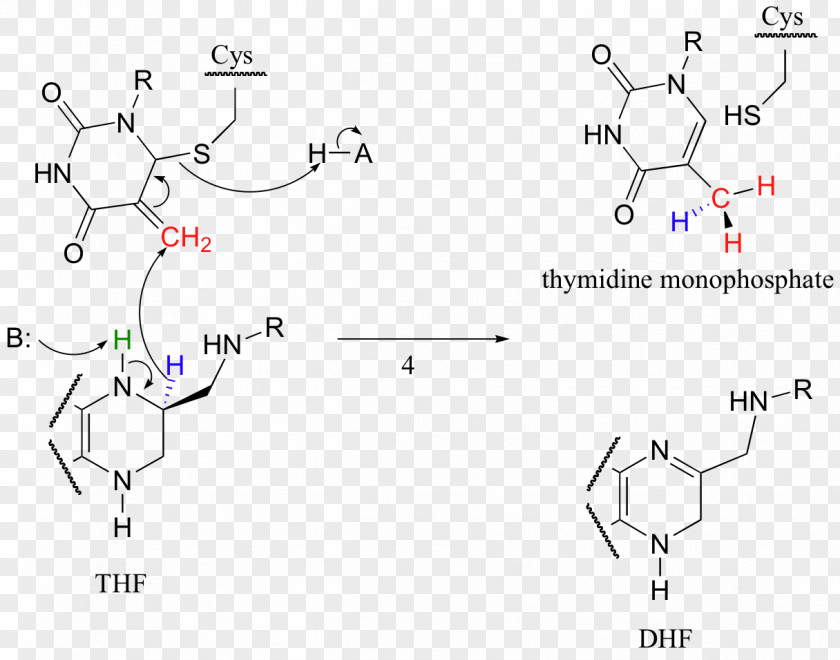 Dihydrofolic Acid Dihydrofolate Reductase Chemical Reaction Tetrahydrofolic PNG