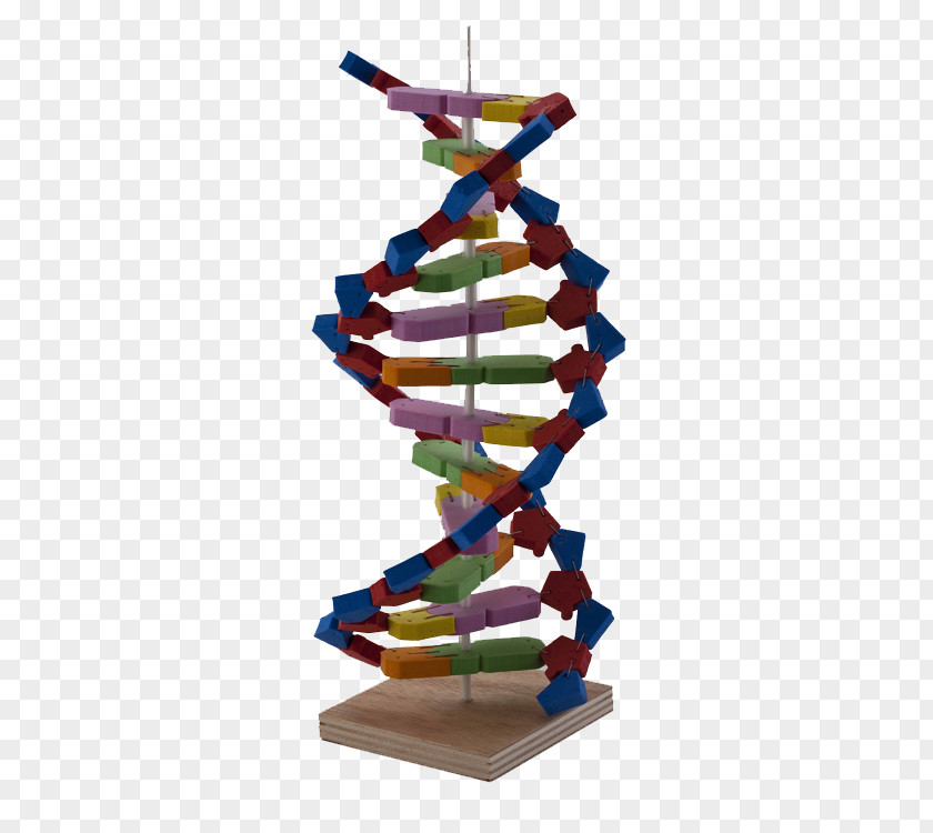 DNA Models Science Experiment Nucleotide Material PNG