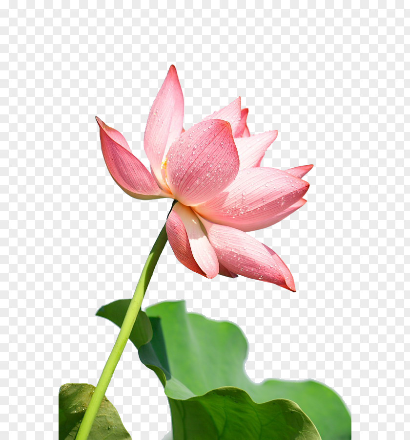 Lotus Plant Download PNG