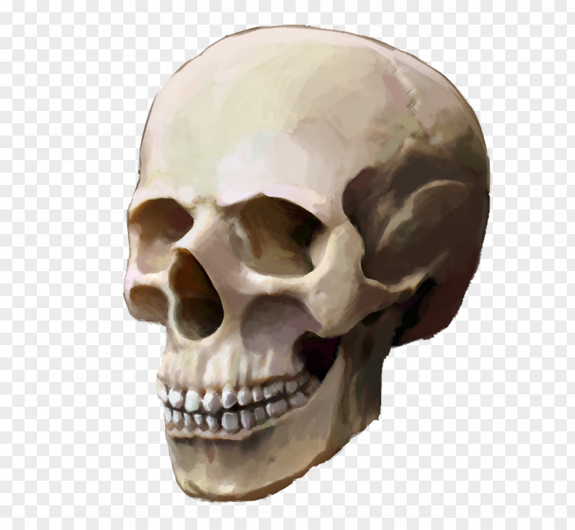 Skull Human Skeleton Backpack School PNG