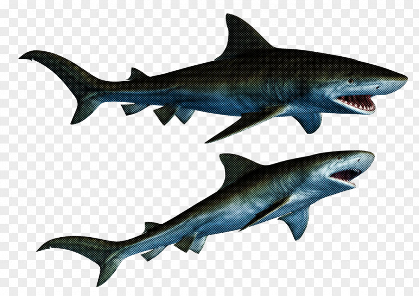 Tiger Shark Squaliform Sharks Great White Mackerel Fin PNG
