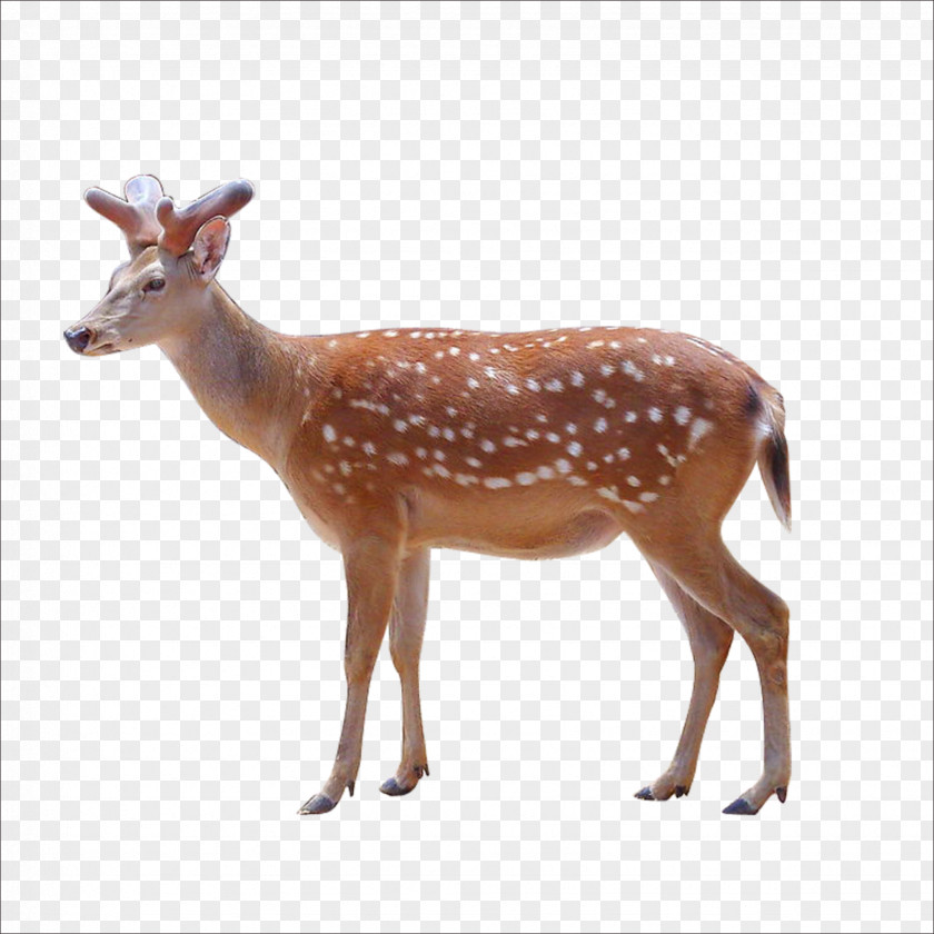 Deer Sika Animal Clip Art PNG